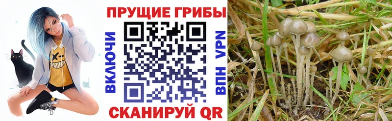 Псилоцибиновые грибы GOLDEN TEACHER  Купить  Нелидово 